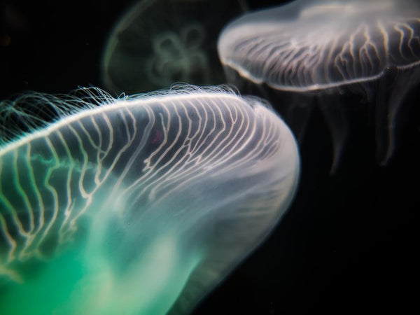 What are Microplastics and What Can I Do About Them?
