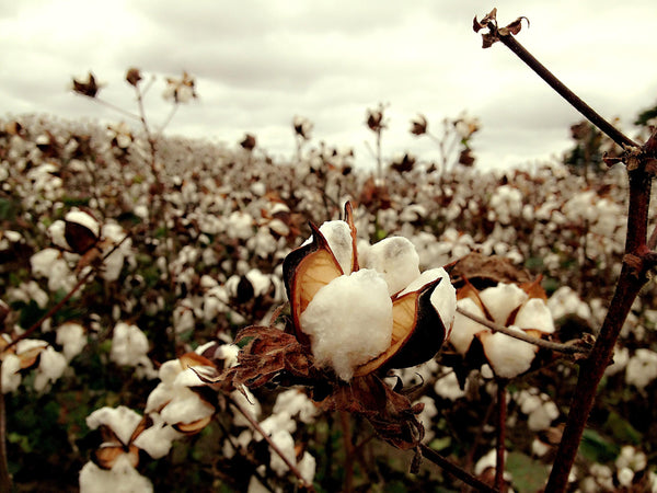 Should I Care About Organic Cotton